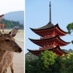 Le fameux tori, les daims, les pagodes et les budhhas sur l'île de Miyajima près d'Hiroshima